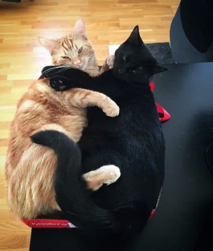 Fjodor och Finkel, svart katt och orange katt ligger i en kartong