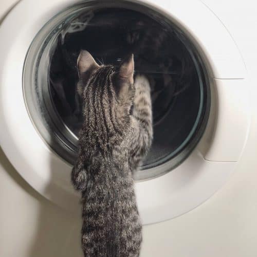 Grå kattunge, Morris, tittar i tvättmaskinen