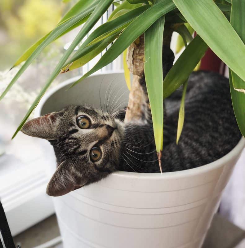 Grå kattunge, Morris, ligger i en blomkruka