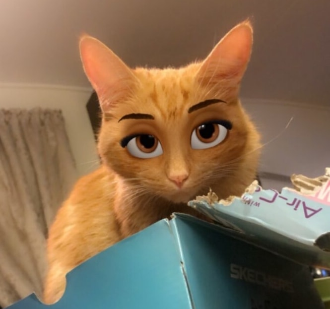 Katt med snapchat-filter